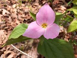 Florist love flowers shenandoah is based in winchester, virginia and has been a member with gigmasters since 2014. Spring Wildflowers And Where To Find Them In Northern Virginia