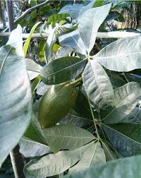 Image result for Pachira glabra