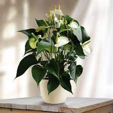 Anthurium White Champion White Plants Plants Anthurium Plant
