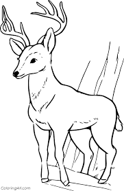 To make the activity more exciting for all of you, you can decide the one who finishes the first with great result can have extra dessert for dinner! Realistic Young Deer Coloring Page Coloringall
