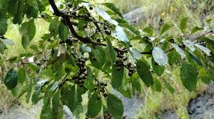 Image result for Terminalia bellirica