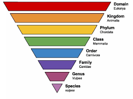 Pin By Pieter De Kooker On Biology Classification Taxonomy Biology Definitions