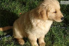 Maybe you would like to learn more about one of these? Pin On The Dogs Long Ago To Present That Have Filled My Life