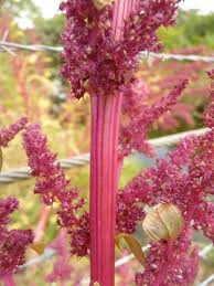 Image result for Amaranthus hybridus