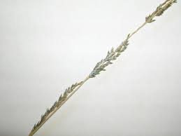 Image result for Sporobolus sanguineus