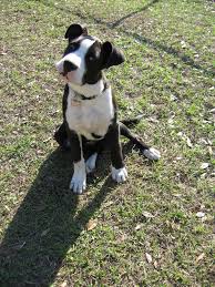 Pitbull Boxer Mix Black And Brown Black And White Boxer Pit Mix Dog Pictures Blog Boxer Dogs Boxer Puppies White Boxer Puppies