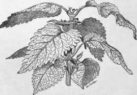 Image result for Coleus shirensis