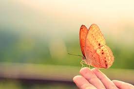 Cuanto Viven Las Mariposas Esperanza De Vida De Las Mariposas