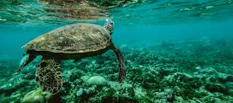 It's like the trivia that plays before the movie starts at the theater, but waaaaaaay longer. Plastic Pollution Quiz Earth Day