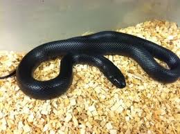 Mexican Black Kingsnake Bhb Reptiles Mexican Black Kingsnake Snakes For Sale Snake