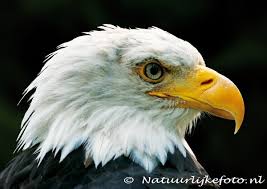 De vogel pakte een vis uit het water en daarna vloog hij weg. Zeearend Kaart Prachtige Ansichtkaart Van Een Amerikaanse Zeearend