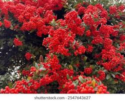 Image result for Pyracantha coccinea red column