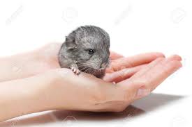 Please take a look around our website and feel free to fill out a contact form if you have any questions. Cute Baby Chinchilla Sitting On Girl Hands Studio Shot Copy Stock Photo Picture And Royalty Free Image Image 58963880
