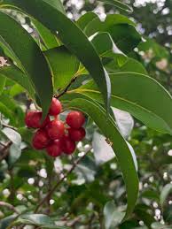 Image result for Huberantha