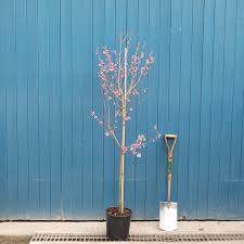 It inherits the former's compact proportions. Prunus Okame Buy Small Pink Flowering Cherry Blossom Trees