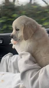 Come along with us to our well puppy well check. Everyone got a “Happy,  Healthy Puppy” report. , #puppygramdaily #goldenpuppylove #santapaws  #puppies #englishcreampuppy