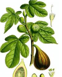 Image result for Carica