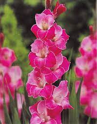 Gladiolen Gladiolus Flowers Edible Flowers