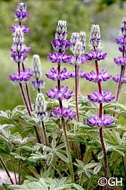 Image result for Lupinus mexicanus