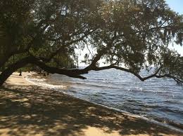 The visitor center is closed (due to covid) but the doors leading to the restroom are open. Big Live Oak Tree Picture Of Goose Creek State Park Washington Tripadvisor