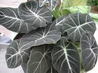Nothing to display at this time. Black Velvet Alocasia