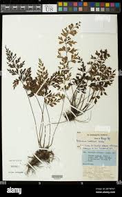 Image result for Asplenium buettneri