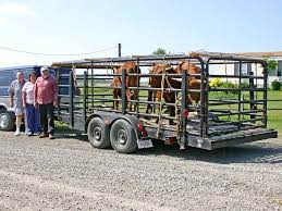 Back to the horse trailer gallery. Texas Longhorn Cattle Management Tips Dickinson Cattle Co