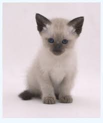 Let us search for you! Catbreeds Free Siamese Kittens Tip Shake It Up