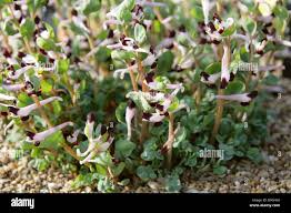 Image result for Fumariaceae