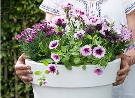 Gladiolen zijn de perfecte snijbloemen; Stappenplan Zomerbloeiers Oppotten Tuincentrum Almeer Plant