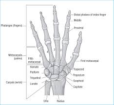 Image result for Hand Anatomy