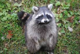 kinda fat raccoon standing in grass