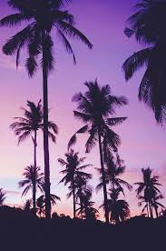 Check out our palm trees artwork selection for the very best in unique or custom, handmade pieces from our shops. Summer Silhouetted Palm Trees Pattern During Beautiful Purple Sunset Photograph By Srdjan Kirtic