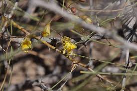 Image result for Parkinsonia africana