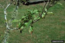 We did not find results for: Are Your Dogwoods In Decline Gardening In The Panhandle