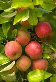 Pin On Gorgeous Fruits Vegetables