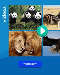 Videos Link To Videos Page Animal Cartoon Video Kids Zoo San Diego Zoo