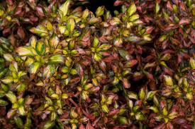 Coprosma, australian mirror bush 'evening glow'. Coprosma Evening Glow Evening Glow Coprosma Evening Glow Mirror Bush Plant Lust