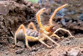 With a vertical leap that would make a if you see a camel spider out in the day, it's probably looking for. Group15 Blogging About Animal Behaviour 2010