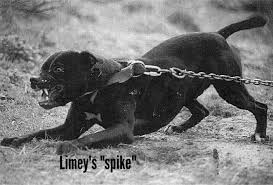 Pin On Limey S Kennels Game Dogs Apbt Pitbulls American Pit Bull Terrier Pitbull