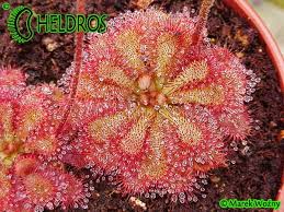 Image result for Drosera dielsiana