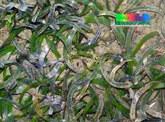 Image result for Thalassia hemprichii