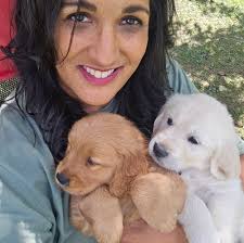 Where to find a golden puppy in Geauga/Ashtabula county area?