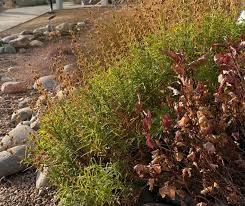 Image result for Erlangea remifolia