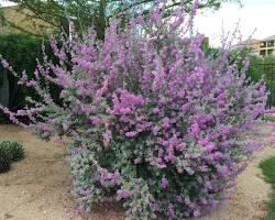 Image of Texas Ranger Tree in Texas
