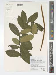 Image result for Oncinotis