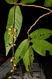 Image result for Antidesma