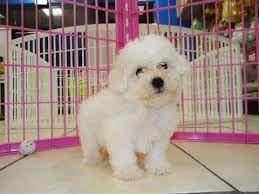 They are hoped to have hypoallergenic coats, but this is not always the case. Bichon Frise Puppies For Sale Craigslist