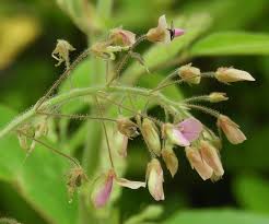 Image result for Desmodium tortuosum
