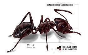 Successful carpenter ant control depends on eliminating the parent colony, which is usually located outdoors. How To Identify Remove Carpenter Ants Orkin